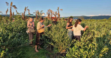 Düzce'de yaban mersini bahçesi ziyaretçi akınına uğradı
