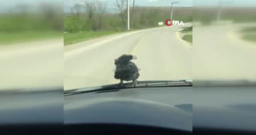 Düzce'de Yolda Şaşırtıcı Karga Yolculuğu