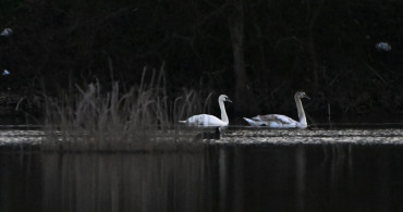 Düzce'de Yorgun Kuğulara Koruma