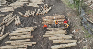 Düzce'den 3 Bin 400 Ton Orman Ürünü İhracatı