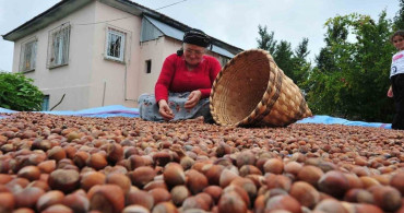 Düzce’den AB ülkelerine 5 bin 291 ton fındık ihraç edildi