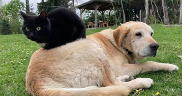 Düzce'nin Kedi ve Köpek Maması İhracatı Artıyor