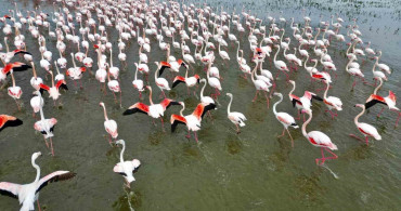 Eber Gölü'nde Flamingolarla Görsel Şölen