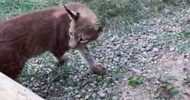 Edirne sınır kapısında iki vaşak ve serval ele geçirildi