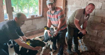 Edirne’de besicinin üçüz buzağı sevinci