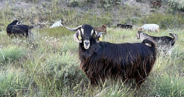 Edirne'de Brusella Vakası: Keçiler Karantinaya Alındı