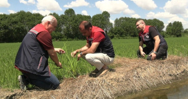 Edirne’de çeltiğe su bereketi: rekolte 400 bin tonu aşacak