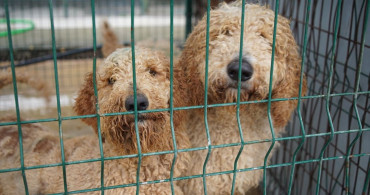 Edirne'de El Konulan Cins Köpekler Sahiplendirilecek