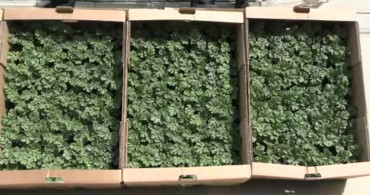 Edirne'de Karpuz Fidesi Dağıtımı: 60 Bin Aşılı Fide Üreticilerle Buluştu