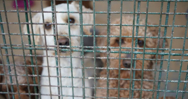Edirne'de Kurtarılan 88 Cins Köpek Yeni Ailelerine Kavuştu