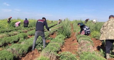 Edirne'de Lavanta Tarımı ile Verimsiz Araziler Değerlendiriliyor