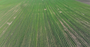 Edirne'de Yağışlar Kanola Üreticisini Sevindirdi