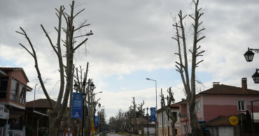 Edirne'deki Ağaç Budama Tartışması: Çevreciler Tepkili