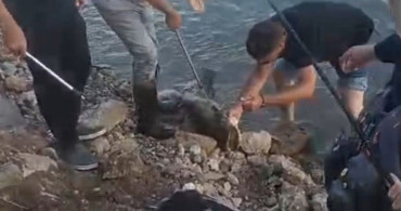 Edirneli esnaf, 30 kiloluk yayın balığını Meriç Nehri'nde gezdirdi