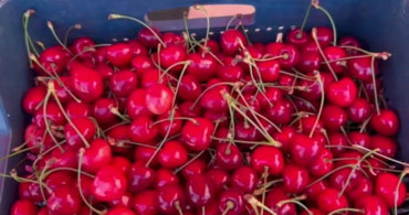 Edirne’nin coğrafi işaretli lezzeti çeribaşı kirazında hasat başladı