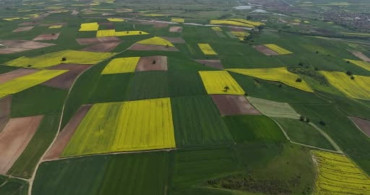 Edirne'nin Sarı Kanola Tarlaları Yeni Sezonu Müjdeliyor