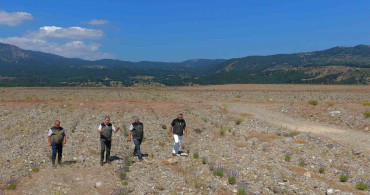 Edremit'te eski maden sahası lavanta kokulu bal ormanına dönüştü