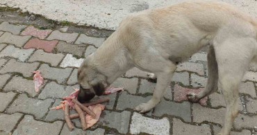 Edremit'te Hayvansever Genç