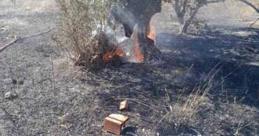 Edremit'teki zeytinlik yangını kontrol altına alındı