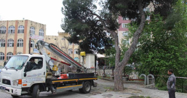 Efeler'de Yağışlar Sonrası Ağaçlarda Tehlike