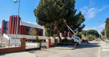 Efeler'de Yüksek Çam Ağaçları Bakıma Alındı