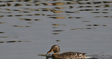 Efteni Kuş Cenneti Gölü Göçmen Kuşları Ağırlıyor