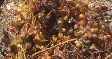 Ege Denizi'nde Görülmeye Başlanan Sargassum Nedir?