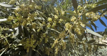 El Nino'ya Karşı Zeytin Üreticilerine Kritik Uyarılar