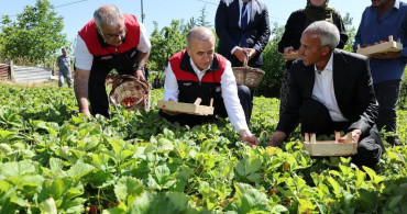 Elazığ valisi Numan Hatipoğlu çilek hasadına katıldı