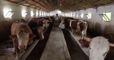 Elazığ'da 1 Ton 200 Kilogramlık Tosun Alıcı Bekliyor