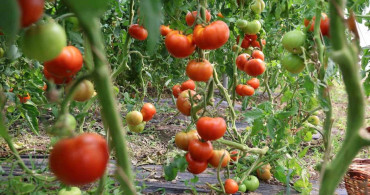 Elazığ'da 3 bin dekarda domates hasadı başladı