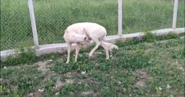 Elazığ'da Beyaz Alageyik Bahçeye İndi
