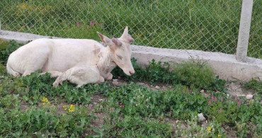 Elazığ'da Beyaz Alageyik Bahçeye İndi