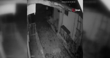 Elazığ'da Bir Kurt Köyde Görüntülendi