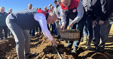 Elazığ'da Çilek Üretimi İçin 20 Bin Fide Dağıtıldı