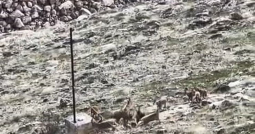 Elazığ'da Dağ Keçileri Sürü Halinde Görüntülendi