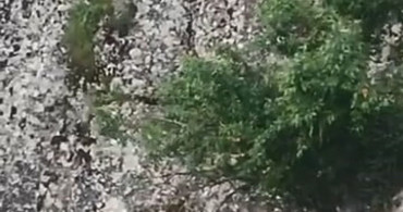 Elazığ'da Dağ Keçileri Tarihi Mahallede Görüntülendi