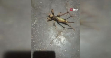 Elazığ'da dev etçil çekirge görüntülendi