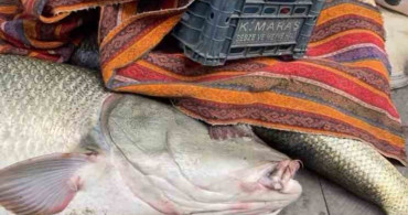 Elazığ'da Dev Turna Balığı İçin Pazarlık Yarışı