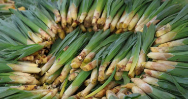 Elazığ’da Doğal Antibiyotik Çiriş Otu Pazar Tezgahlarında