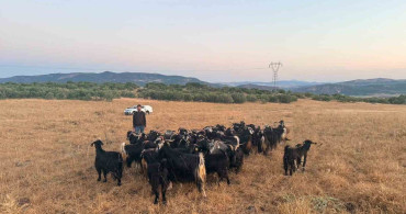 Elazığ'da kaybolan 30 keçi dron destekli çalışmayla bulundu