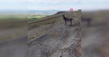 Elazığ’da kaybolan eşek, dron yardımıyla bulundu