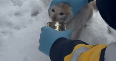 Elazığ'da Kediyi Kurtaran Sağlık Ekipleri