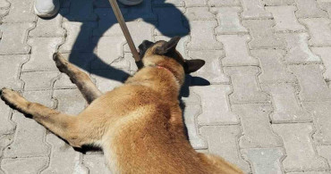 Elazığ'da Köpek Saldırısı: Bir Kadın Yaralandı