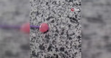 Elazığ'da Şekerin İçinden Taş Çıktı