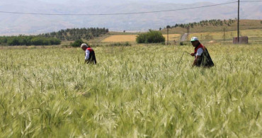 Elazığ'da Süne Nimf Sürveyi ve CBS Çalışmaları Değerlendirildi