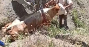 Elazığ'da uçurumdan düşen inek kurtarıldı