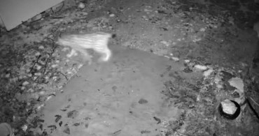 Elazığ'da Vaşak Yiyecek Ararken Güvenlik Kamerasında Görüntülendi