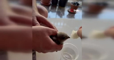 Elazığ'da vatandaş sıcaktan bitkin düşen ebabil kuşuna su verdi