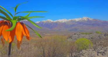 Elazığ'da yetişen ve nesli tükenme tehlikesi olan bu laleleri koparmanın bedeli duyanların ağzını açık bırakıyor!